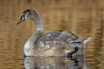 Höckerschwan juvenil, Greifensee