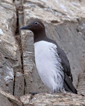 Trottellumme (Uria aalge), Hornoya/Varanger, Norwegen