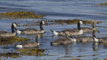 Kanadagans (Branta canadensis), Isle of Mull GB, mit Jungvögeln