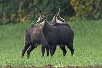 Gämse (Rupicapra rupicapra), Staffelegg