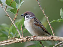 Feldsperling (Passer montanus), Klingnauer Stausee