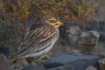 Triel (Burhinus oedicnemus), Fuerteventura, Spanien