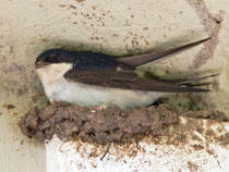 Mehlschwalbe (Delichon urbicum), Skala Kallonis, Lesbos