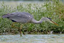 Graureiher (Ardea cinerea), Klingnauer Stausee