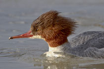 Gänsesäger W (Mergus merganser), Aare bei Brugg