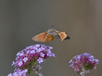 Taubenschwänzchen (Macroglossum stellatarum), Villnachern