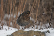 Amsel (Turdus merula) W, Villnachern