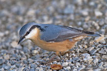 Kleiber (Sitta europaea), Klingnauer Stausee