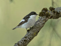 Trauerschnäpper (Ficedula hypoleuca) M, Brugg