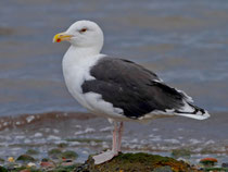 Mantelmöwe (Larus marinus), Helgoland, Deutschland