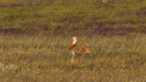 Grosstrappe (Otis tarda), Castro Verde, Portugal