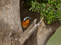 Diademrotschwanz M (Phoenicurus moussieri), Tamri, Marokko