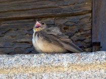 Felsenschwalbe (Prytonoprogne rupestris), Oropesa, Spanien