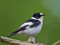 Halsbandschnäpper (Ficedula albicollis), Bialowieza, Polen