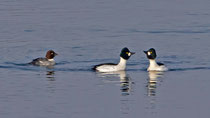Schellente (Bucephala clangula), Klingnauer Stausee