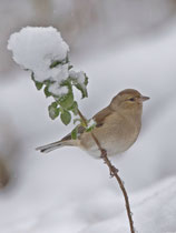 Buchfink (Fringilla coelebs) W im Winter, Villnachern