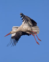 Weissstorch (Ciconia ciconia), Castro Verde, Portugal (im Anflug zu Horst)