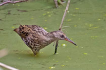 Wasserralle (Rallus aquaticus), juvenil, Neeracherried