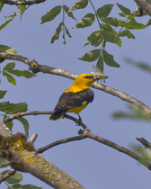 Pirol (Oriolus oriolus) M, Flachsee