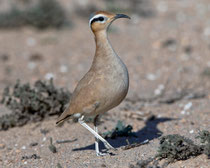 Rennvogel (Cursorius cursor), Fuerteventura, Spanien