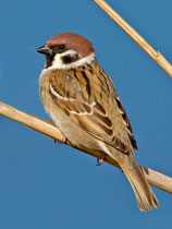 Feldsperling (Passer montanus), M und W nicht unterscheidbar, Klingnauer Stausee