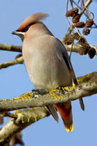 Seidenschwanz (Bombycilla garrulus), Pfäffikersee