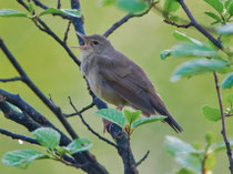 Schlagschwirl (Locustella fluviatilis), Bialowieza, Polen