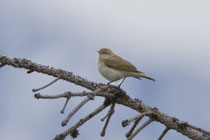 Berglaubsänger (Phylloscopus bonelli), Leuk