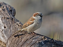 Haussperling (Passer domesticus) M, Villnachern