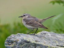 Bergpieper (Anthus spinoletta), Ritomsee TI