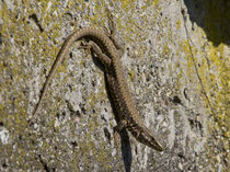 Mauereidechse (Podarcis muralis), Villigen