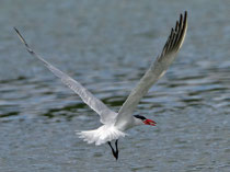 Raubseeschwalbe (Hydroprogne caspia), Klingnauer Stausee