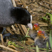 Blässhuhn (Fulica atra) mit Küken, Flachsee