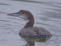 Eistaucher (Gavia immer), Fussach /Rheindelta