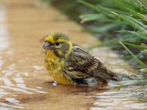 Girlitz (Serinus serinus), Tavira, Portugal