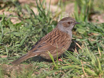 Heckenbraunelle (Prunella modularis), Villnachern