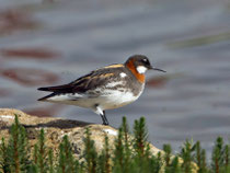 Odinshühnchen (Phalaropus robatus), Vadso/Varanger, Norwegen