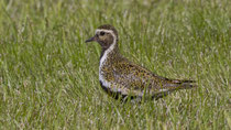 Goldregenpfeifer (Pluvialis apricaria), Husvik, Island