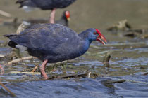 Purpurhuhn (Porphyrio porphyrio), Quinta do Lago, Portugal