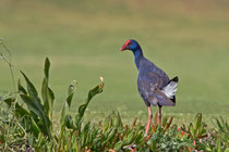 Purpurhuhn (Porphyrio porphyrio), Quinta do Lago, Portugal