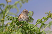 Heckenbraunelle (Prunella modularis), Mull GB