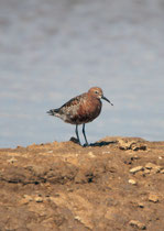 Sichelstrandläufer (Calidris ferruginea), Ria Formosa, Portugal
