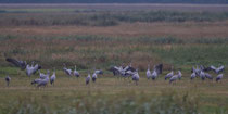 Kranich (Grus grus), Günzer Wiesen, Mecklenburg-Vorpommern