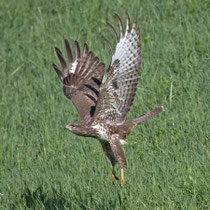 Mäusebussard (Buteo buteo), Schinznach