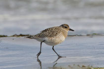 Kiebitzregenpfeifer (Pluvialis squatarola), Prerow, Mecklenburg-Vorpommern