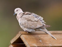 Türkentaube (Streptopelia decaocto), Kalloni, Lesbos