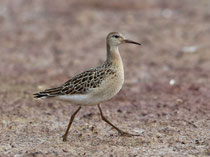 Kampfläufer (Philomachus pugnax), Prerow, Mecklenburg-Vorpommern