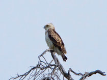 Schlangenadler (Circaetus gallicus), Leuk VS