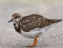 Steinwälzer (Arenaria interpres), Rapperswil