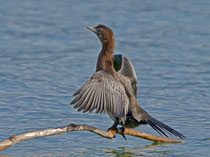 Zwergscharbe (Phalacrocorax pygmeus), Insel Ufenau / Zürichsee
